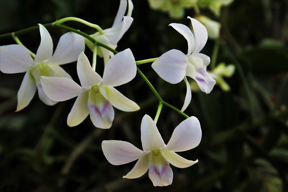 orchid-3258391_960_720