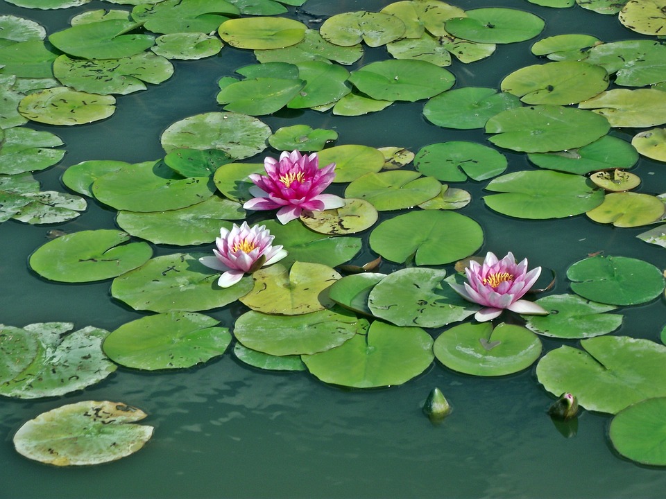 water-lilies-3199516_960_720