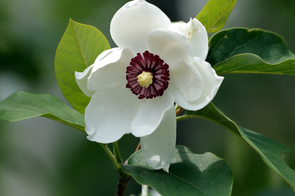 magnolia-3655095_960_720